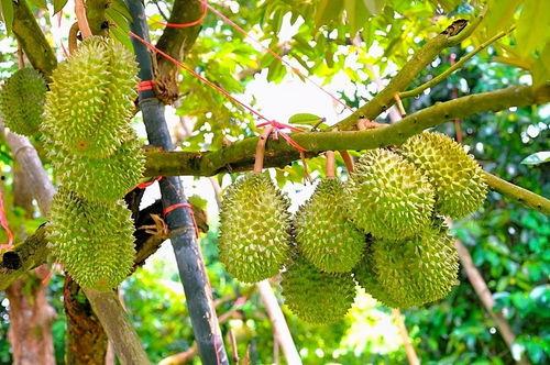 国产榴莲怎么采摘视频,一探究竟的视觉之旅