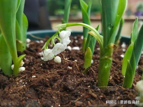 国产铃兰养护方法视频