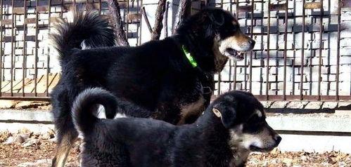 国产莫迪犬视频