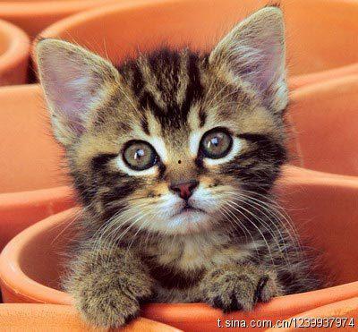 猫咪国产福袋视频在线,萌宠来袭，欢乐无限