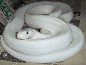 国产蛇宠物白化图片视频,高清图片与视频揭秘