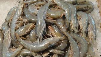 冷冻国产青虾能吃吗视频