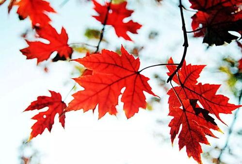 国产红枫木介绍视频图解,图解其独特魅力与广泛应用