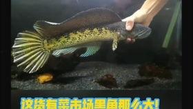 国产红斑雷龙好养吗视频,揭秘其养殖易度与养护技巧