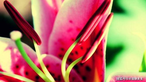 国产烟丝能做斗草嘛视频,打造斗草新风尚