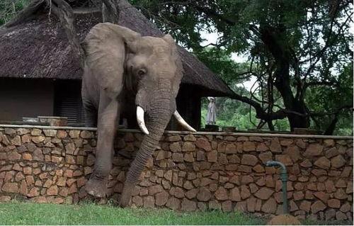 国产芒果大象完整版视频,国产青春喜剧的甜蜜狂欢