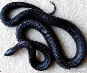 国产黑王蛇怎么养殖视频,视频揭秘高效养殖技巧