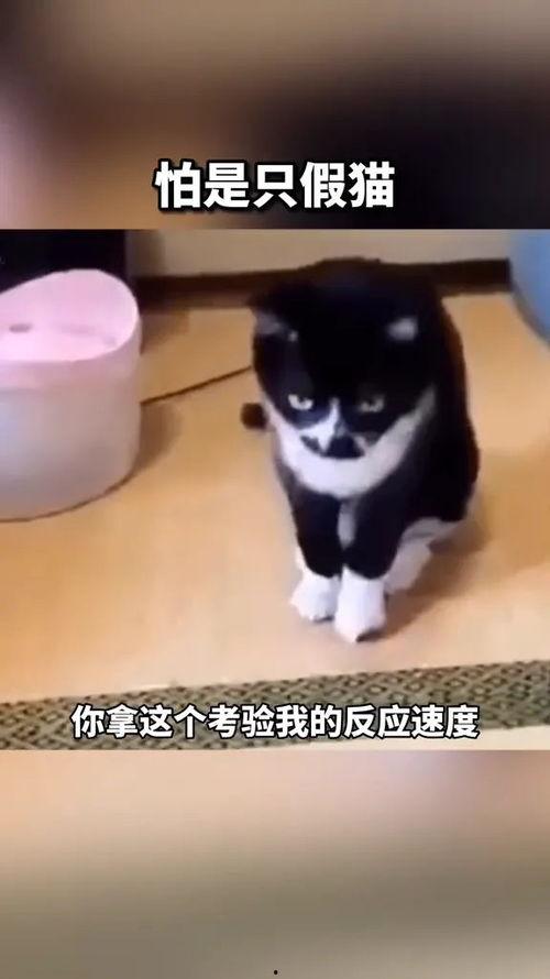 国产打脸搞笑视频,笑料横生，笑翻你的日常！