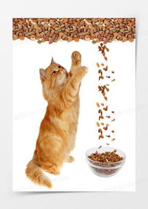 国产猫粮动画视频,国产猫粮品质升级，萌宠生活更精彩