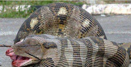 国产大蟒蛇简介视频,揭秘神秘大蟒蛇的生态传奇