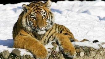 国产老虎长出双翼视频,国产老虎惊现双翼奇观视频引发热议